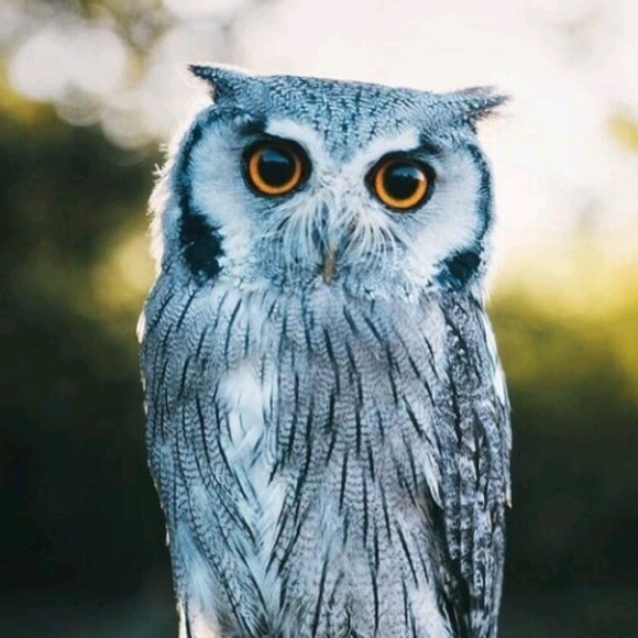 Meet your Posher, Yelena - Picture 1 of 1